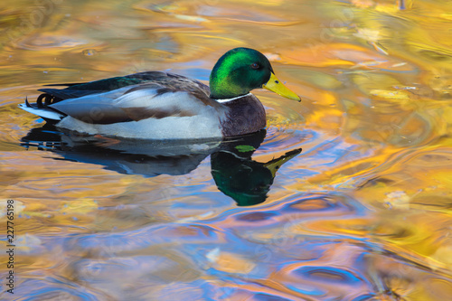 The duck or drake in the city lake or the pound swimming in the water colored in yellow, red and orange  photo