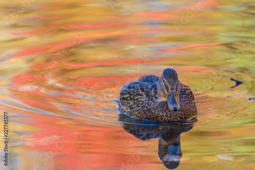 Bild auf Leinwand The duck or drake in the city lake or the pound swimming in the water colored in