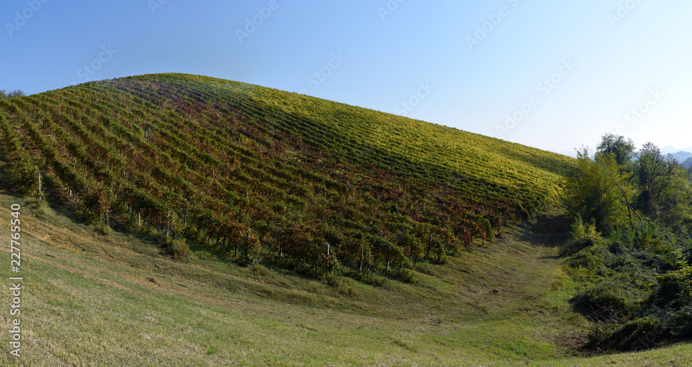 row of grapes on the hills of Bologna, Emilia Romagna