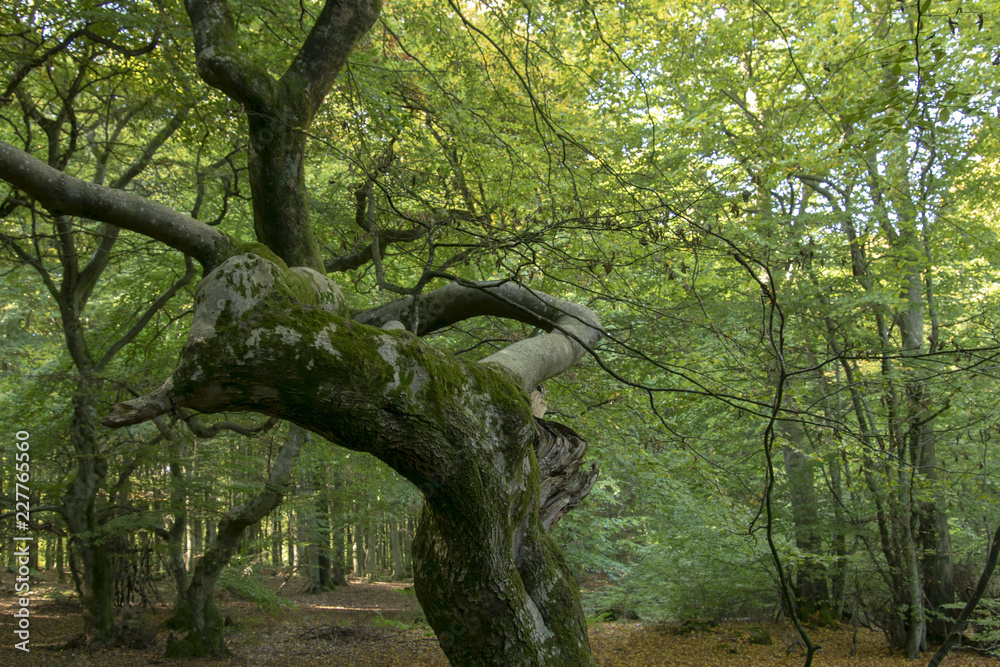 Fototapeta premium tree in forest