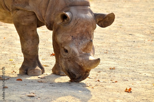 Black Rhino