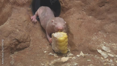 Naked mole rat eats corn on the cob 4K