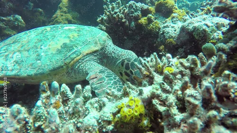 Underwater diving with sea turtle on the reef of the Maldivian archipelago. Underwater diving with sea turtle on the reef of the Maldivian archipelago.