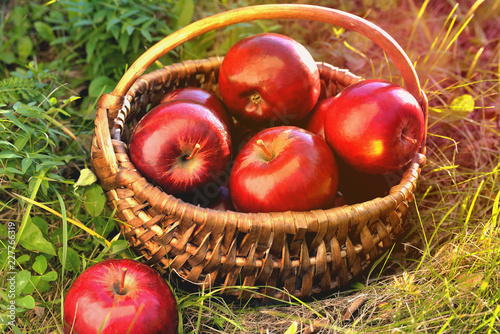 basket with apples in the grass, evening sun backlight, end of summer beginning of autumn