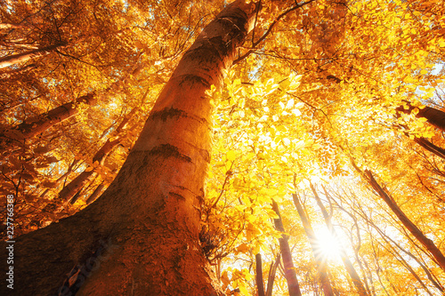 Sonne und Wald mit einem gigantischen Baum