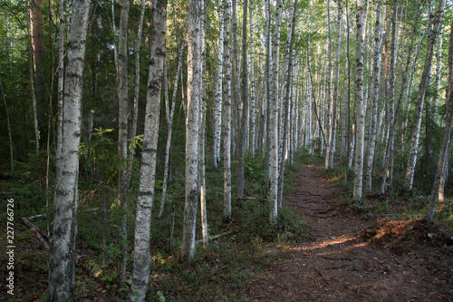 Away through a birch forest, Kapiavesi photo