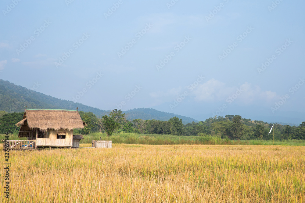 Rice fields with mountains and blue sky. Rice fields with mountains and blue sky.