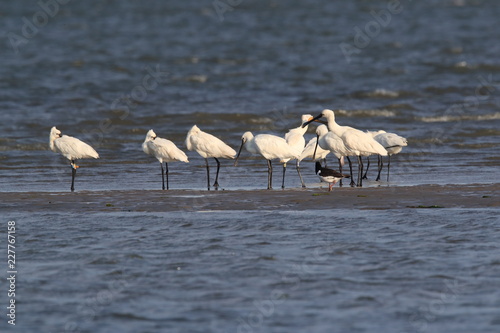 Eurasian or common spoonbill in nature Island Texel,Holland photo