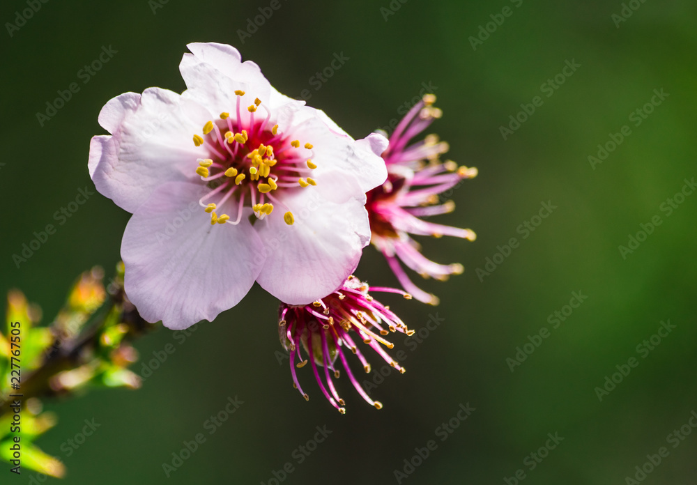 almond flowers on tree (prunus dulcis) with sunlight almond flowers on tree (prunus dulcis) with sunlight