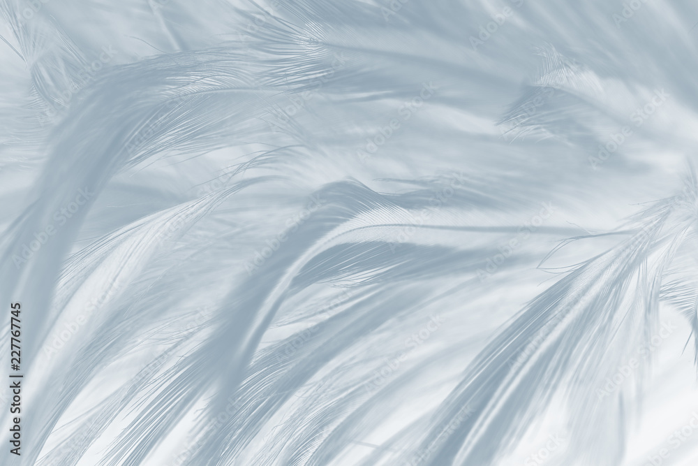 Beautiful white gray colors tone feather texture background Beautiful white gray colors tone feather texture background