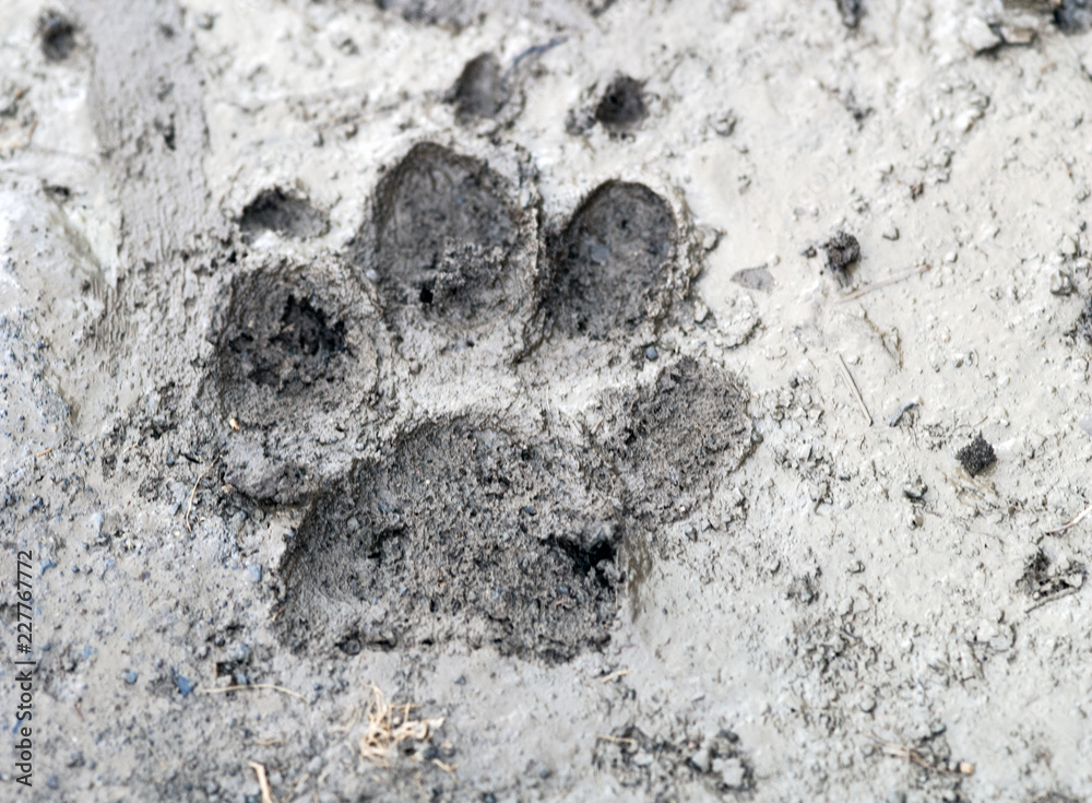 Naklejka premium impronta di animale