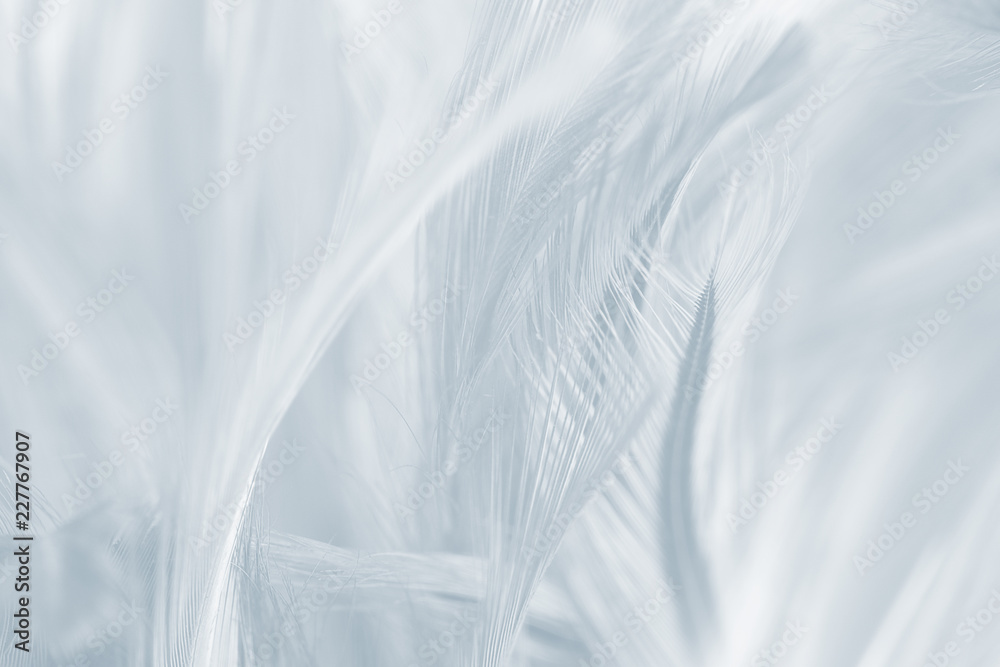 Fototapeta premium Beautiful white gray colors tone feather texture background 