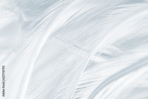 Beautiful white gray colors tone feather texture background 
