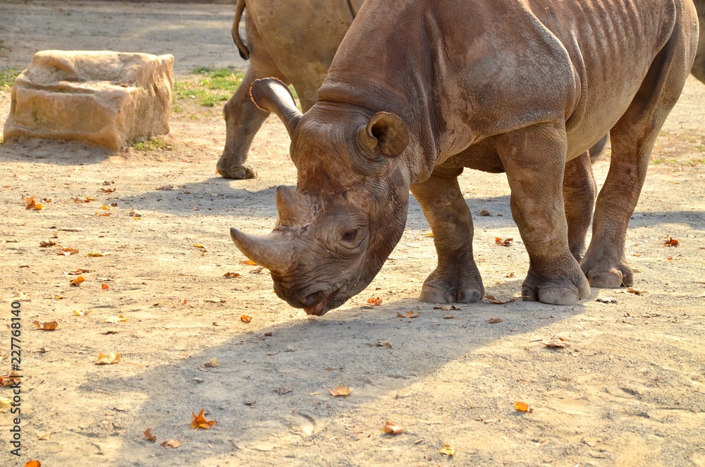 Fototapeta premium Black Rhino