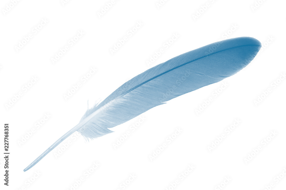 Beautiful feather color azure blue isolated on white background Beautiful feather color azure blue isolated on white background