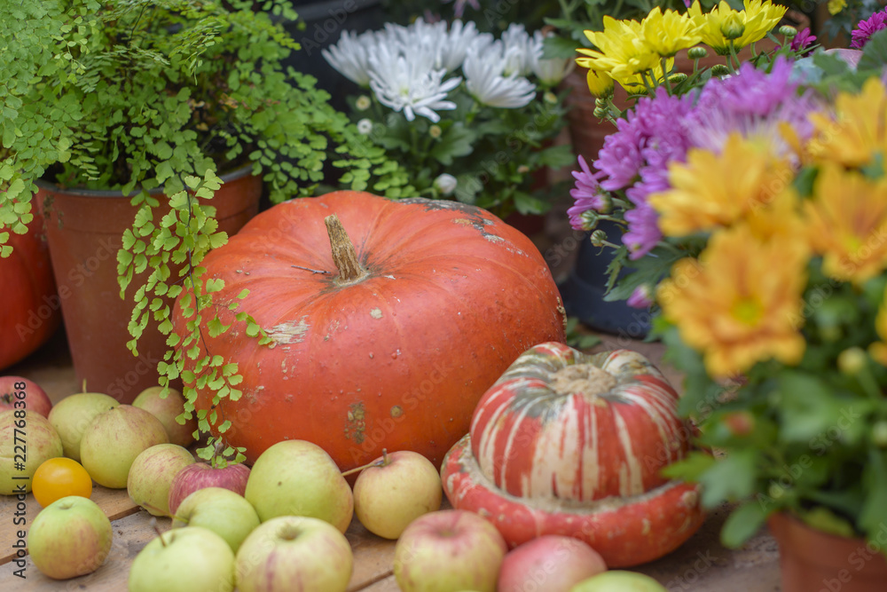 Autumn harvest of pumpkins. Autumn still life with colorful pumpkins on wooden table. 