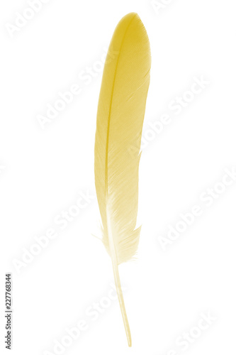 Beautiful Vibrant yellow feather isolated on white background