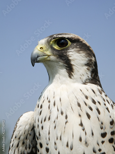 LANNER FALCON IN CLOSE UP