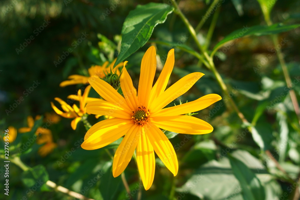 Fototapeta premium Jerusalem artichoke bright yellow flower