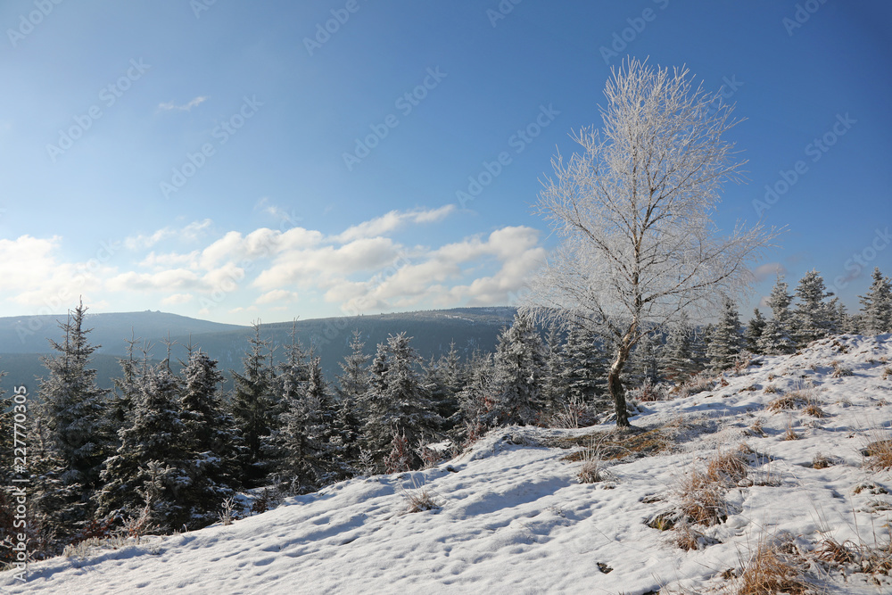 winter landscape with trees and snow