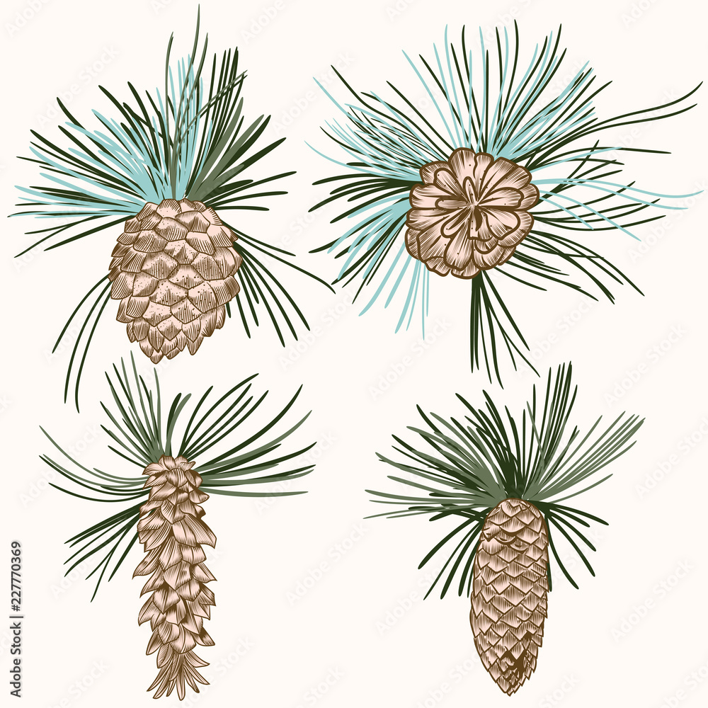 Fototapeta premium Collection of vector realistic fir tree corns for Christmas design