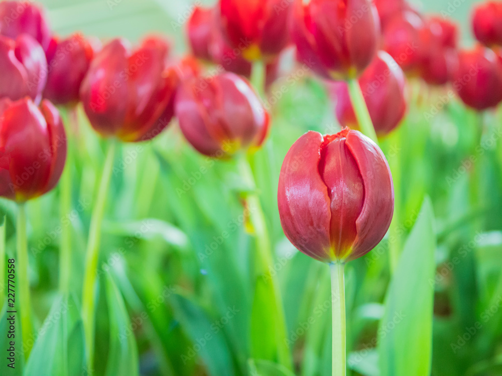 Beautiful Tulips, Darwin Hybrid Red Tulips in a flowerbed Beautiful Tulips, Darwin Hybrid Red Tulips in a flowerbed