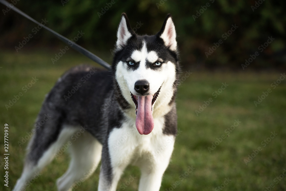 pedigreed husky dog