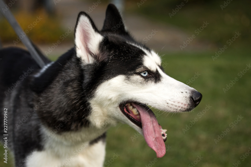 pedigreed husky dog
