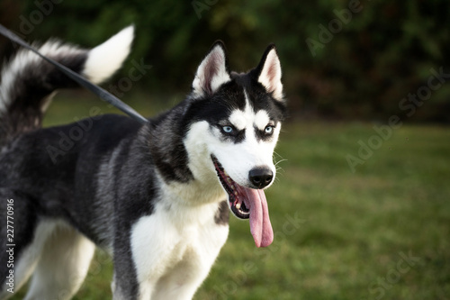 pedigreed husky dog