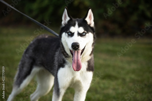 pedigreed husky dog