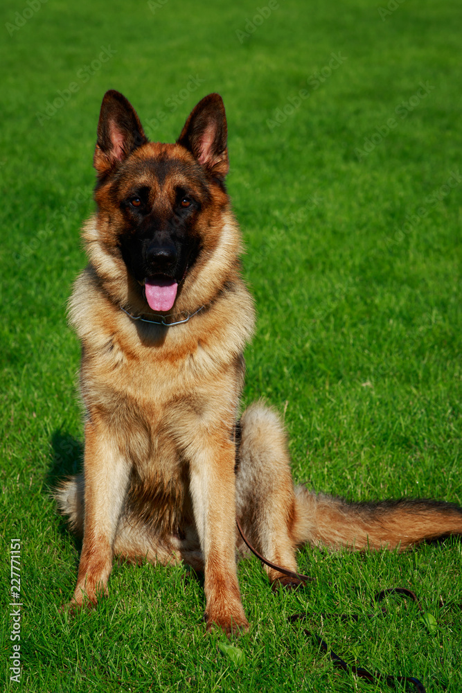 Dog breed German Shepherd