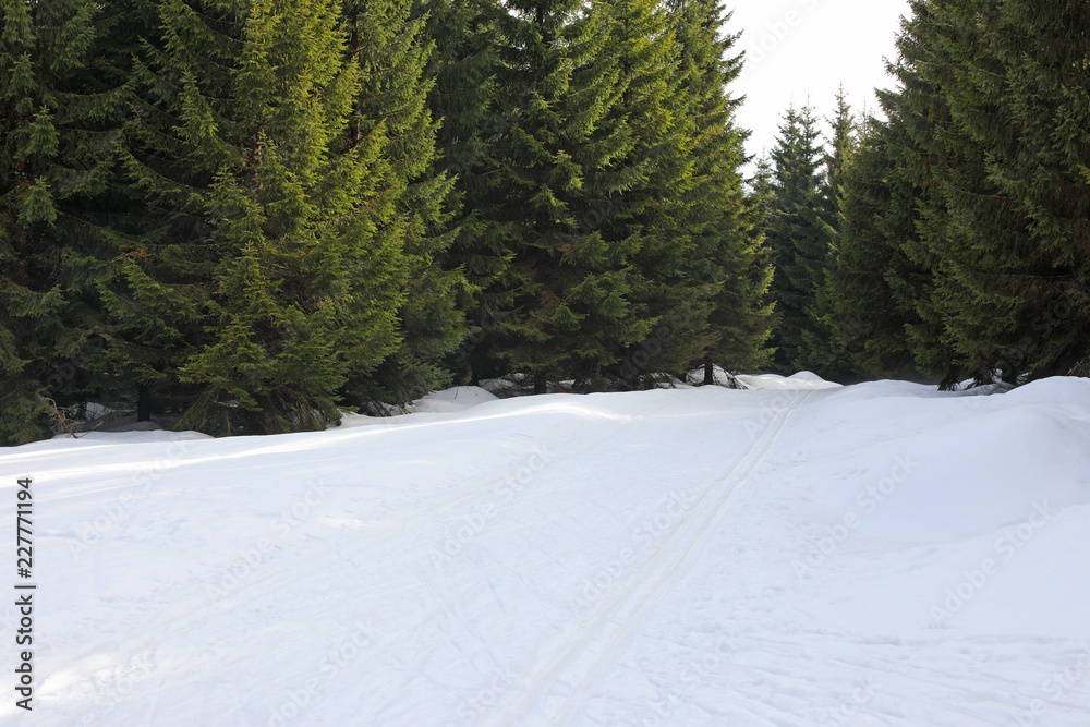 road in winter forest