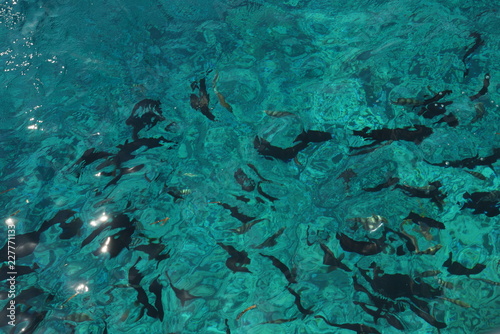 snorkeling in Egypt over beautiful red sea coral riffs while trip as tourist a lot of fishes