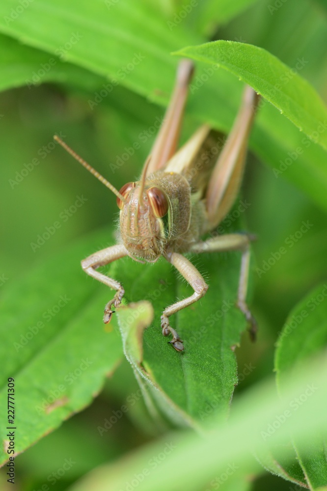 Fototapeta premium Patanga japonica