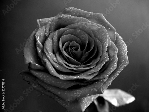 Черно-белая роза в росе