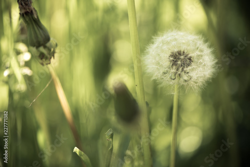 White fluffy dandelions, natural green blurred spring background, selective focus.Toned.