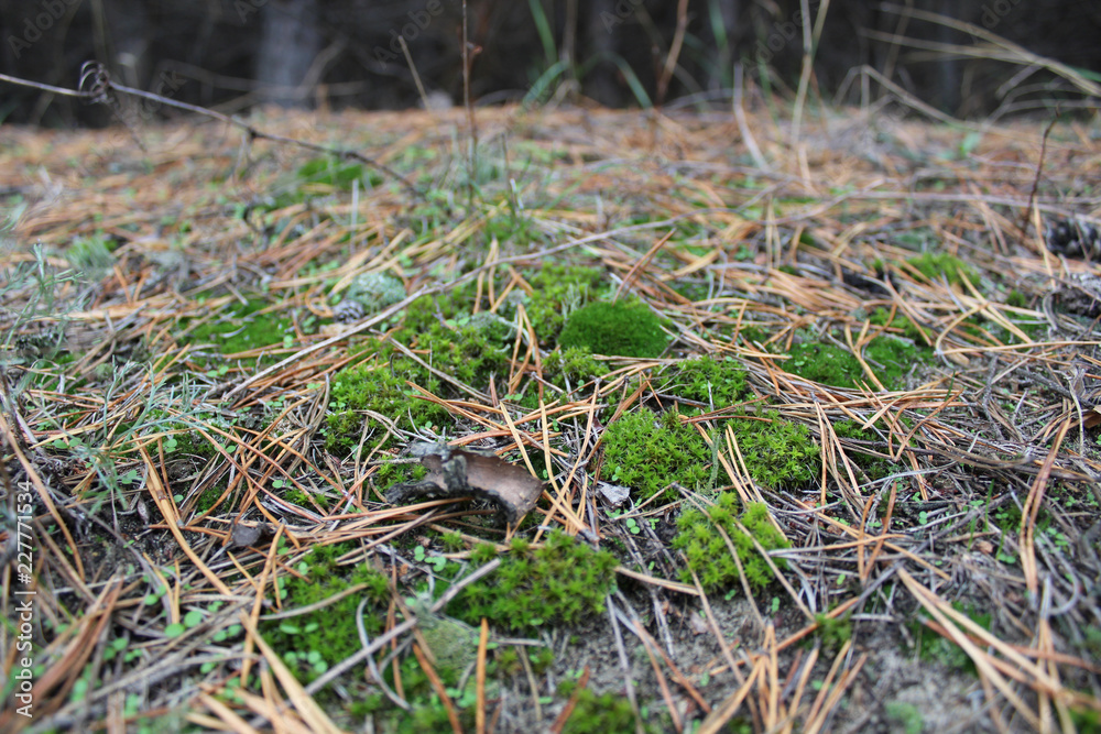 summer green moss