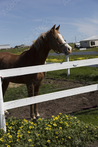 Horse on a farm
