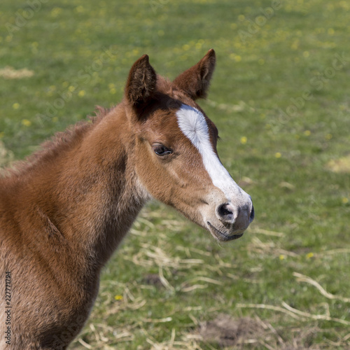 Horse on a farm