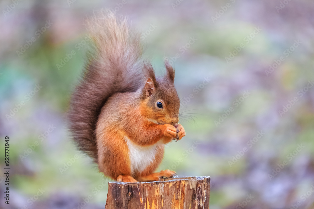 Red squirrel in idyllic woodland background Red squirrel in idyllic woodland background