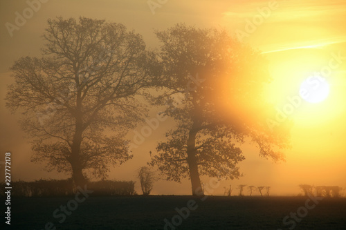 Cold misty morning of trees silhouette in countryside field