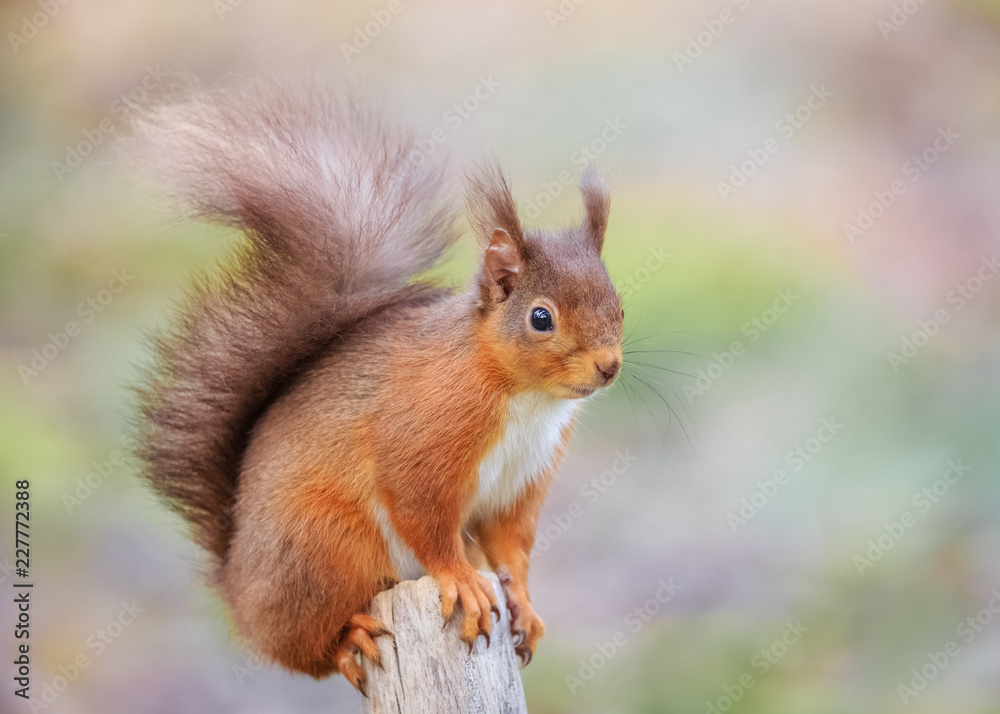 Red squirrel perched in forest