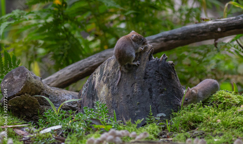 Vole Mouse autumn forest