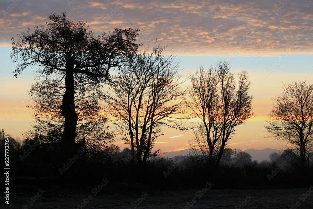 Winter sunrise with silhouetted trees in a countryside field, Gosfield, Essex, England