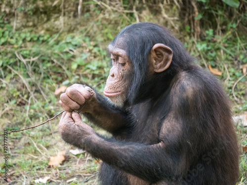 Chimpanz  