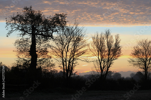 Winter sunrise with silhouetted trees in a countryside field  Gosfield  Essex  England
