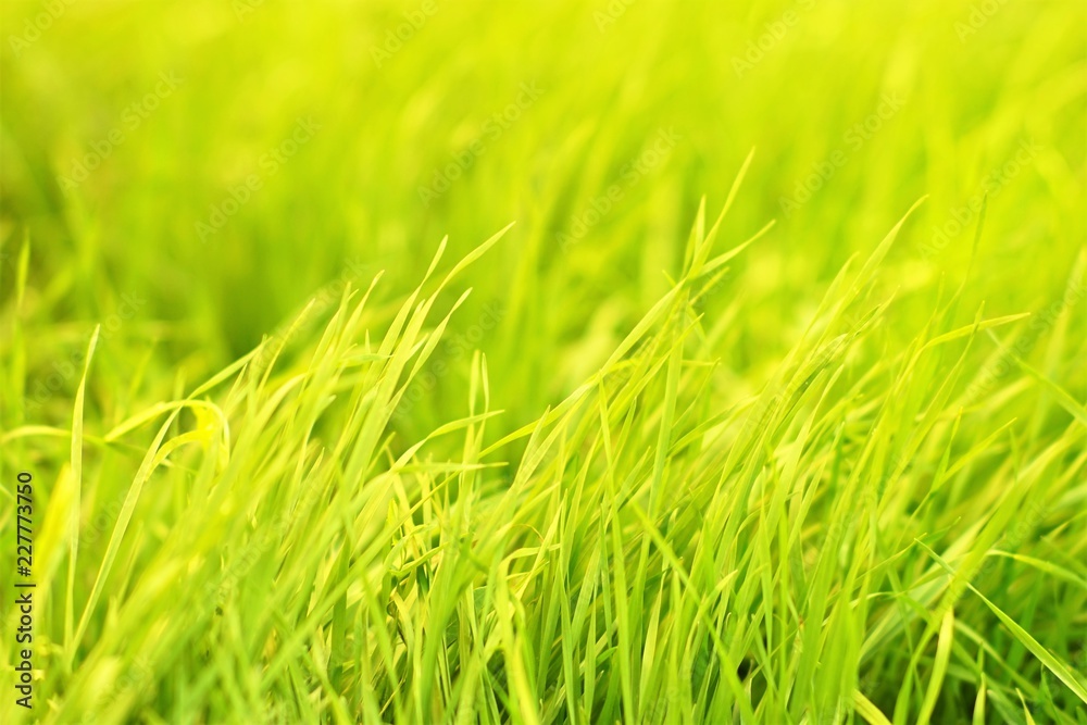 Green grass natural background texture, lawn background Green grass natural background texture, lawn background
