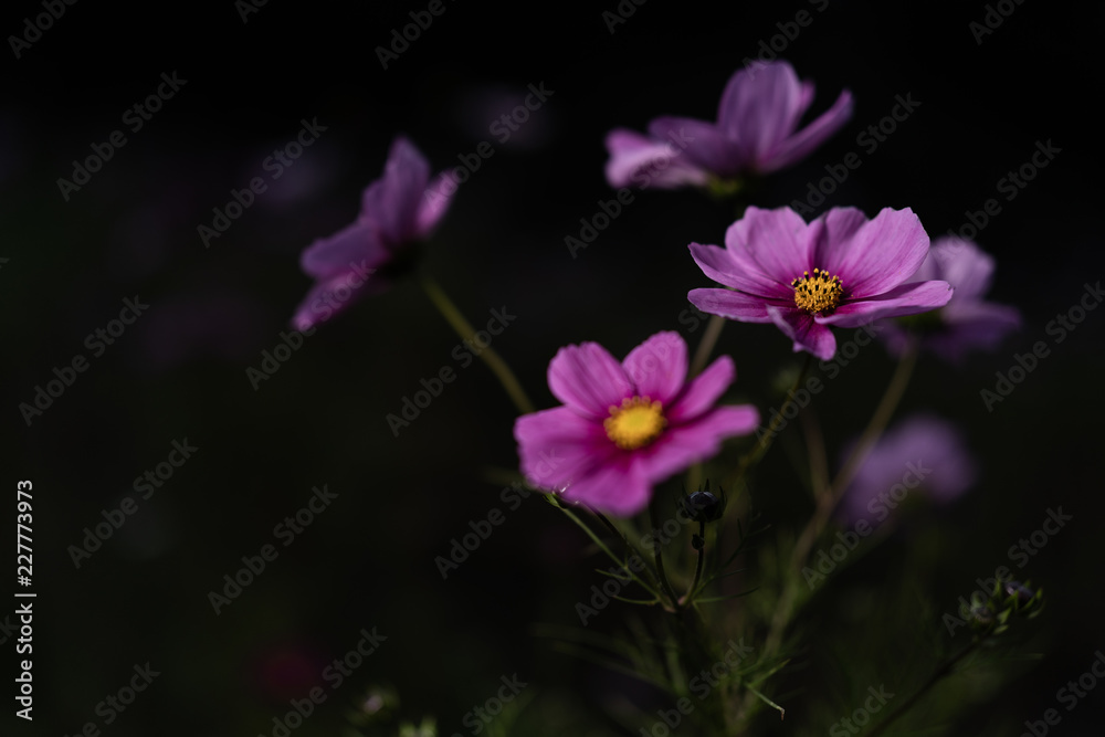 秋桜 cosmos 秋桜 cosmos