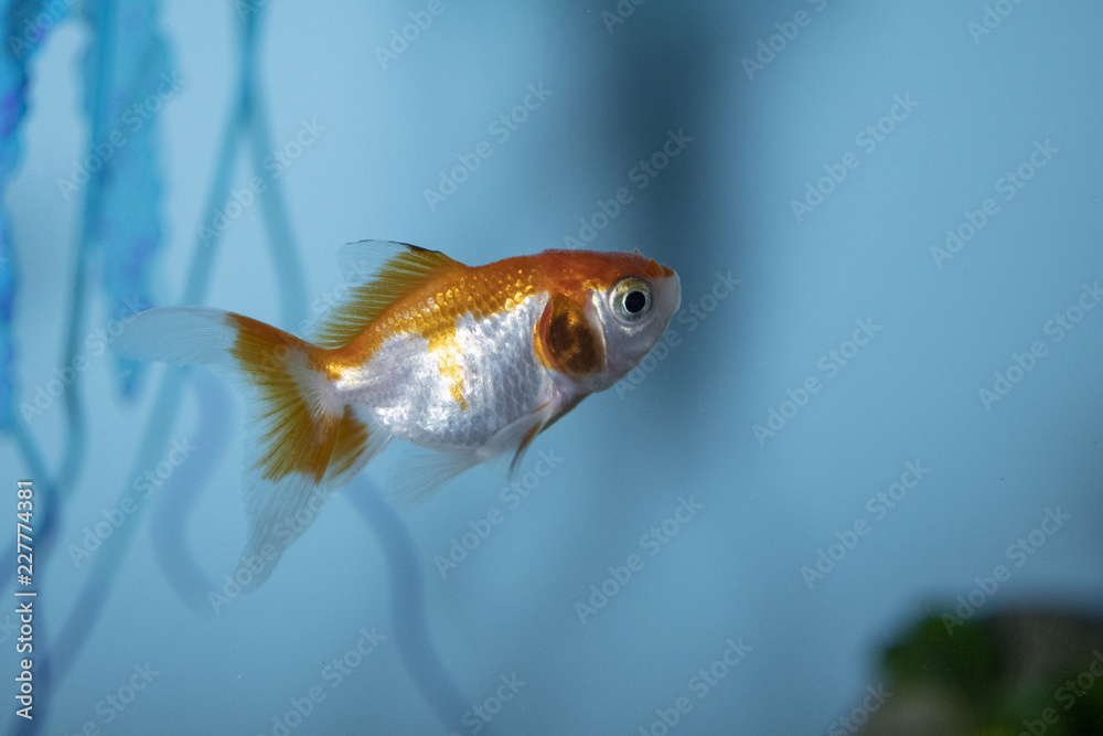 Goldfish (carassius auratus) in a freshwater aquarium Goldfish (carassius auratus) in a freshwater aquarium