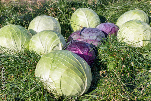 Purple and green cabbages harvested by the farmers photo